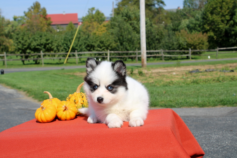 puppy, for, sale, Pomsky, Matthew B. Stoltzfus, dog, breeder, Gap, PA, dog-breeder, puppy-for-sale, forsale, nearby, find, puppyfind, locator, puppylocator, aca